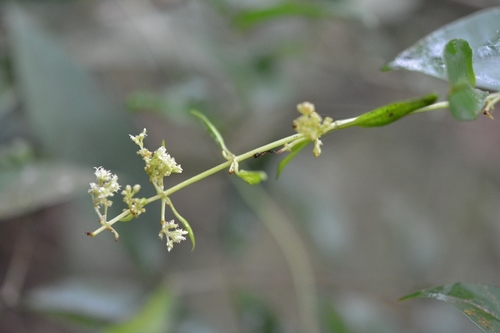 Manettia flexilis