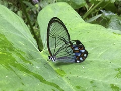 Pseudohaetera hypaesia
