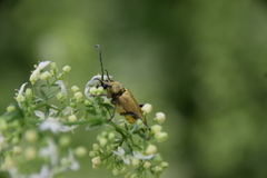 Lepturobosca chrysocoma