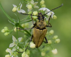 Lepturobosca chrysocoma