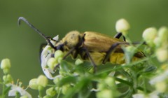 Lepturobosca chrysocoma