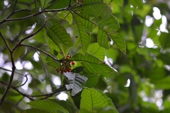 Psychotria carthagenensis