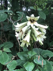 Cardiocrinum