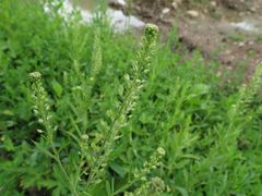 Lepidium densiflorum