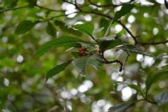 Psychotria carthagenensis