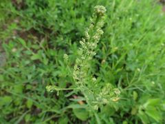 Lepidium densiflorum
