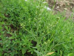 Lepidium densiflorum