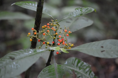 Psychotria trichotoma, photograph 6