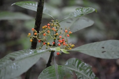 Psychotria trichotoma