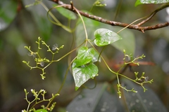 Valeriana scandens