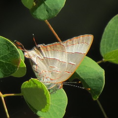 Hemiolaus caeculus