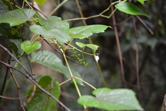 Vitis tiliifolia