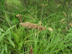 Carex laevissima