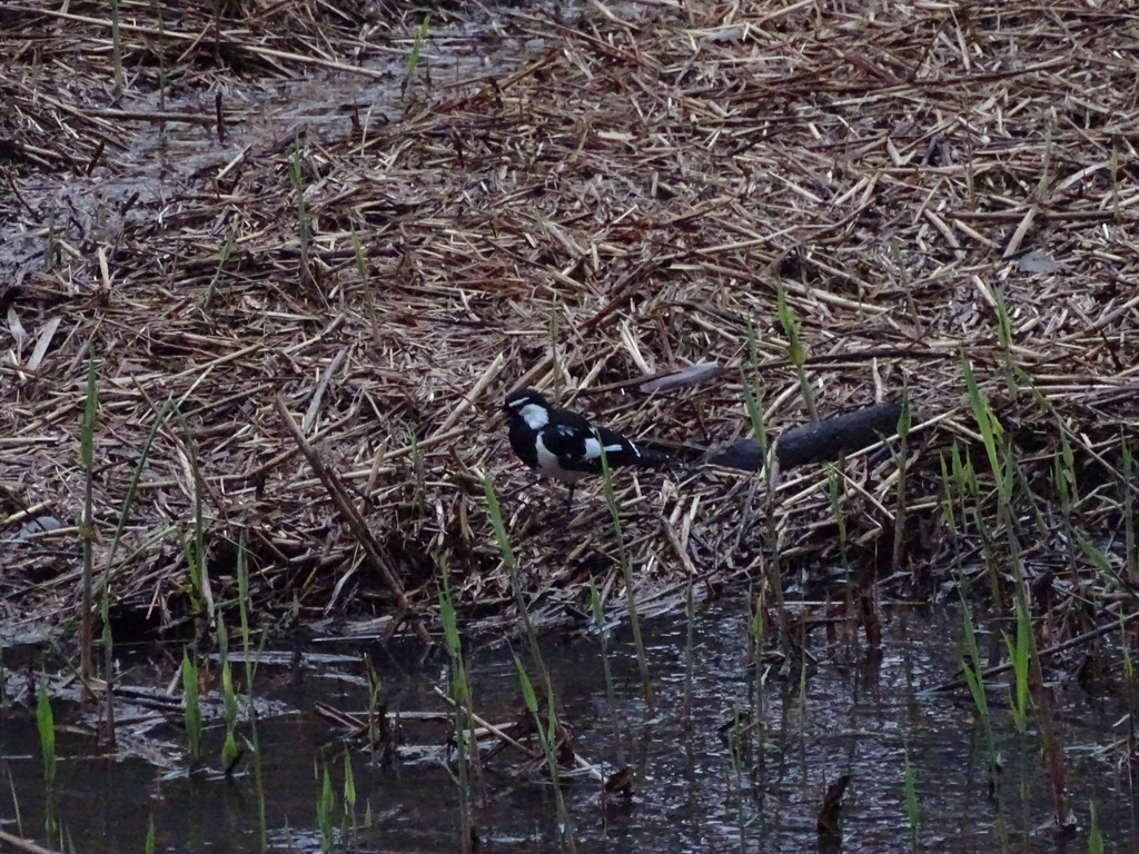 Magpielark from Willowbrook Road, Dernancourt, SA, AU on June 27, 2021