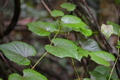 Vitis tiliifolia