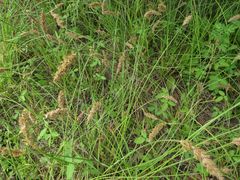 Carex laevissima