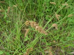 Carex laevissima