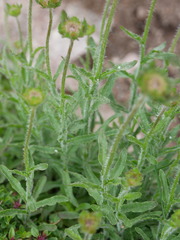 Jasione laevis