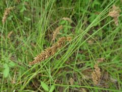 Carex laevissima