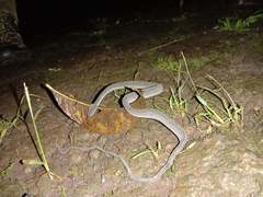 Xenodermus javanicus