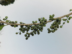 Achatocarpus nigricans