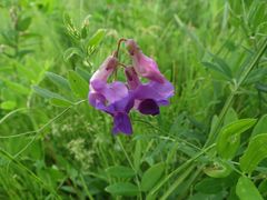 Lathyrus palustris