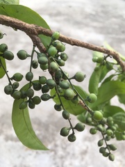 Achatocarpus nigricans