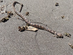 Leptodeira rhombifera