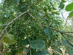 Alchornea latifolia