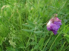 Lathyrus palustris