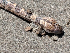 Leptodeira rhombifera