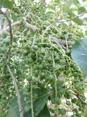 Alchornea latifolia