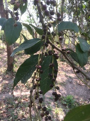 Alchornea latifolia