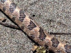 Leptodeira rhombifera