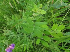 Lathyrus palustris