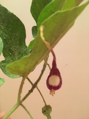 Aristolochia nelsonii