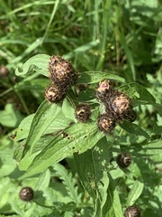 Centaurea phrygia
