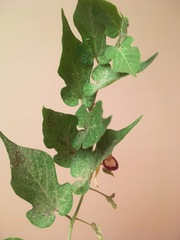 Aristolochia nelsonii