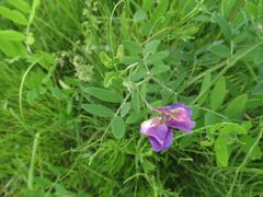 Lathyrus palustris