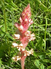 Orobanche kochii