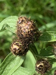 Centaurea phrygia
