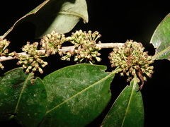 Erythroxylum macrophyllum