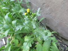 Senecio vulgaris