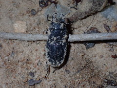 Aegus chelifer