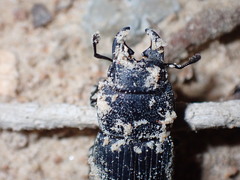 Aegus chelifer