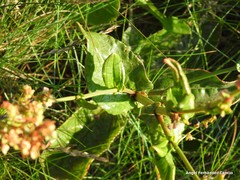 Rumex rupestris