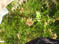 Rumex rupestris