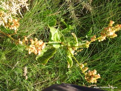 Rumex rupestris
