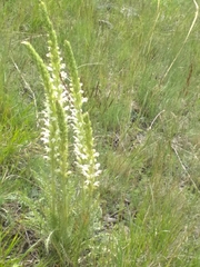 Pedicularis achilleifolia