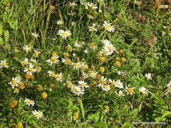 Leucanthemum pluriflorum
